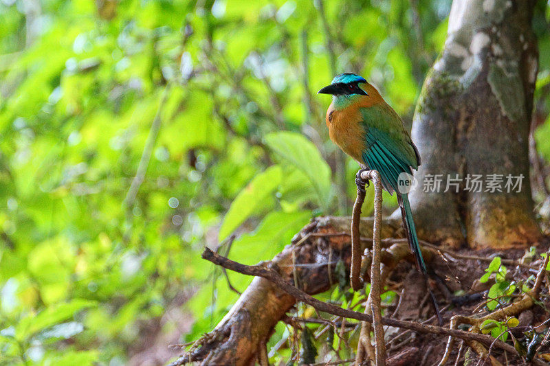 Blue-crowned motmot